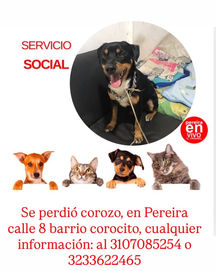 Se perdió perro en Pereira 