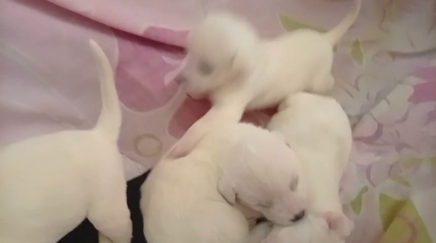 Adopción de cachorros de un mes en Tuluá, Valle 