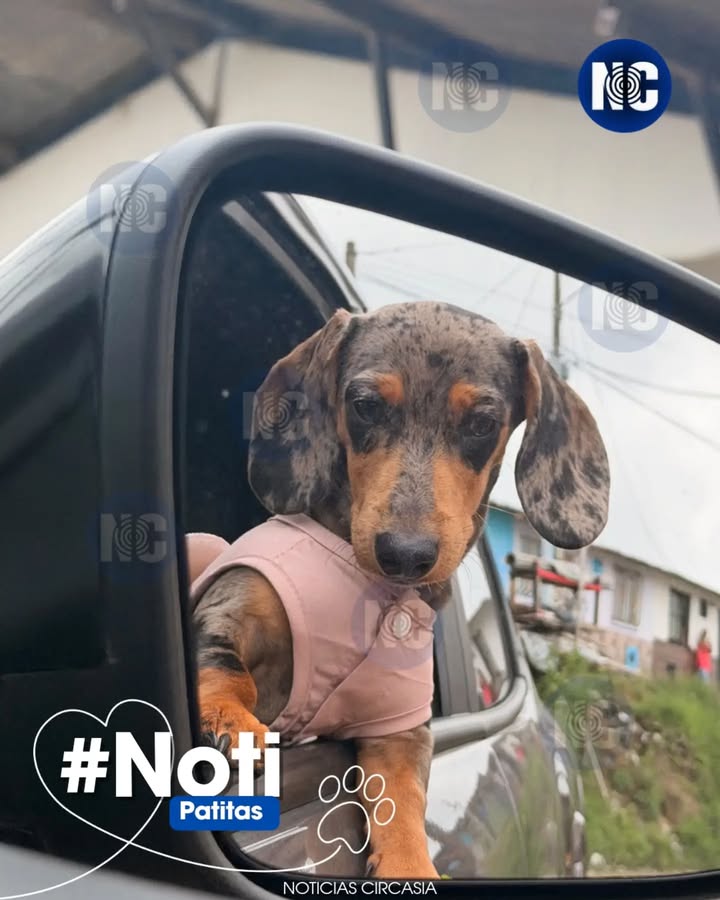 Perrita Doxie Merlé Robada en Circasia, Quindío 