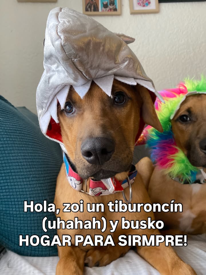 Arbolito busca hogar en Bogotá 