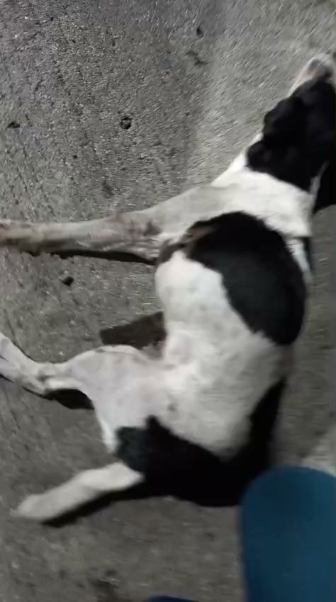Perrito atropellado en Amagá, Antioquia 