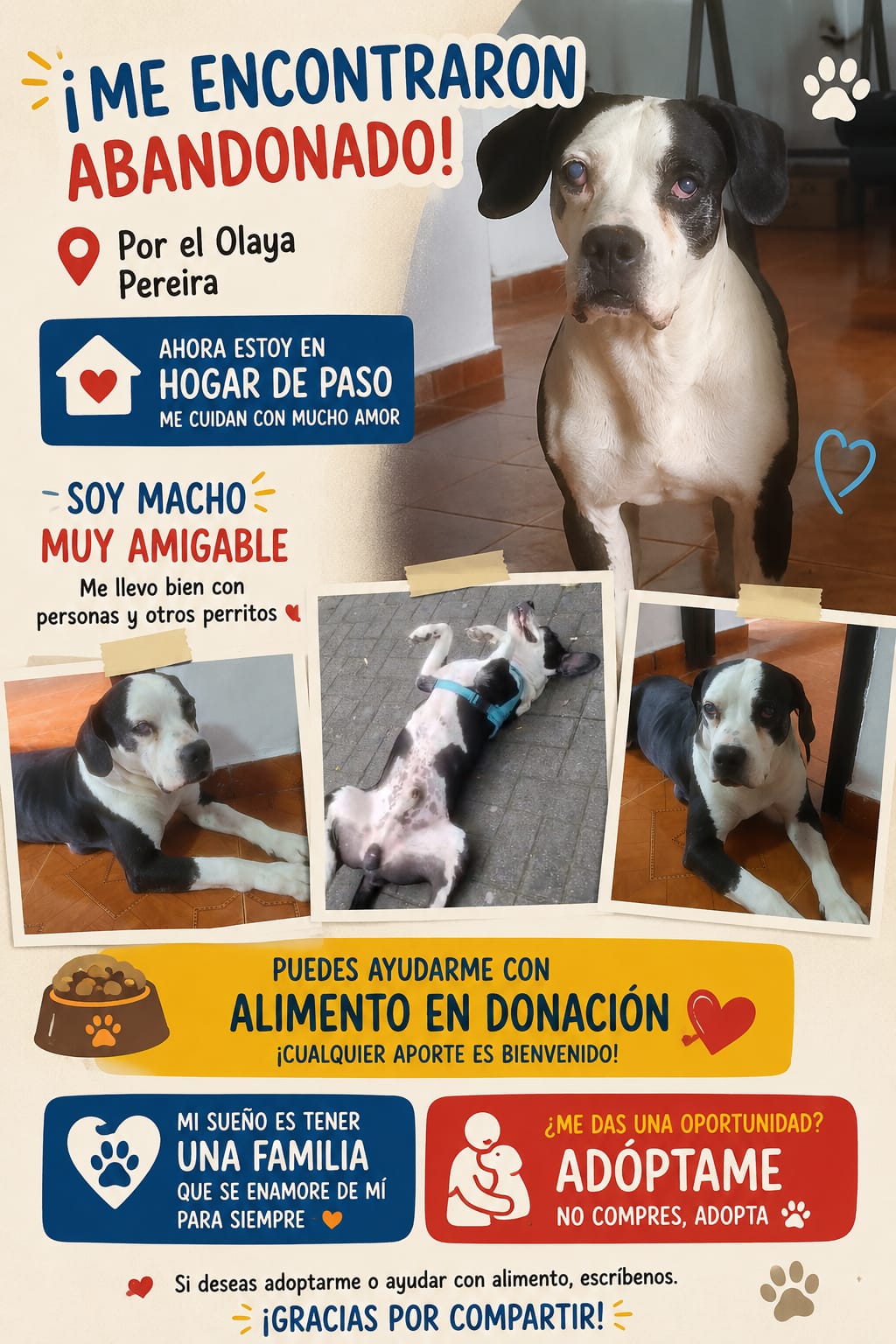 Perrito en adopción en Pereira, Risaralda 