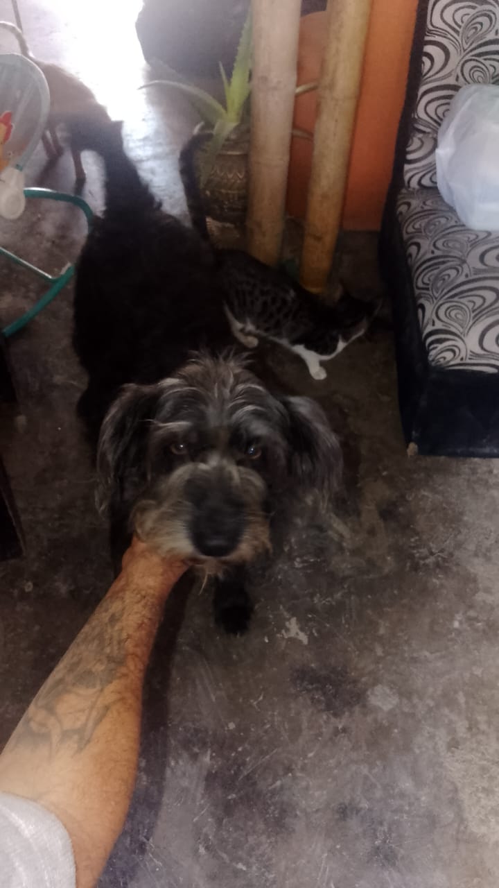 Perro perdido en La Virginia, Risaralda 