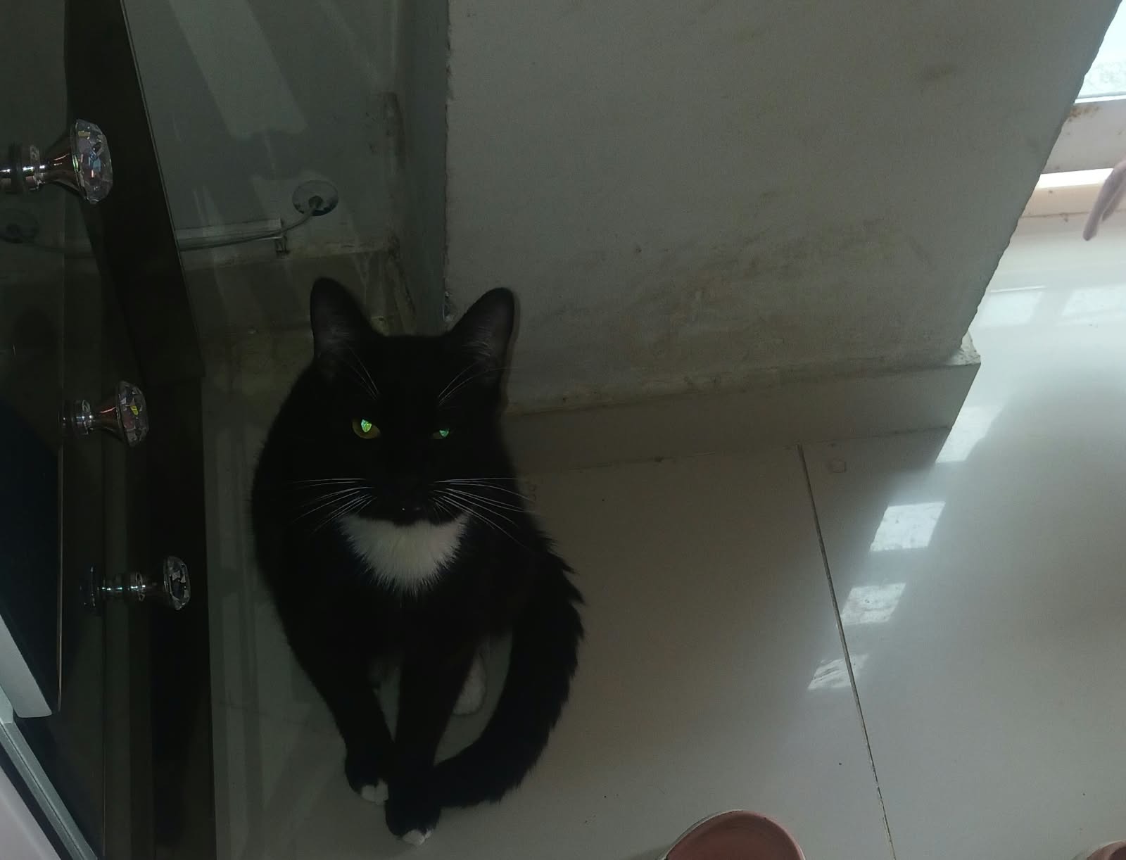 ¡Gato perdido! Tom busca su hogar 😿 257