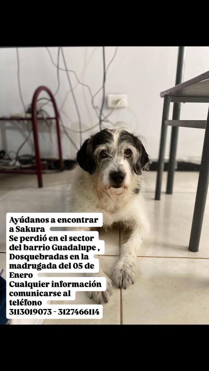 Perro perdido en el barrio Guadalupe - ¡Ayuda a encontrar a Sakura! 1