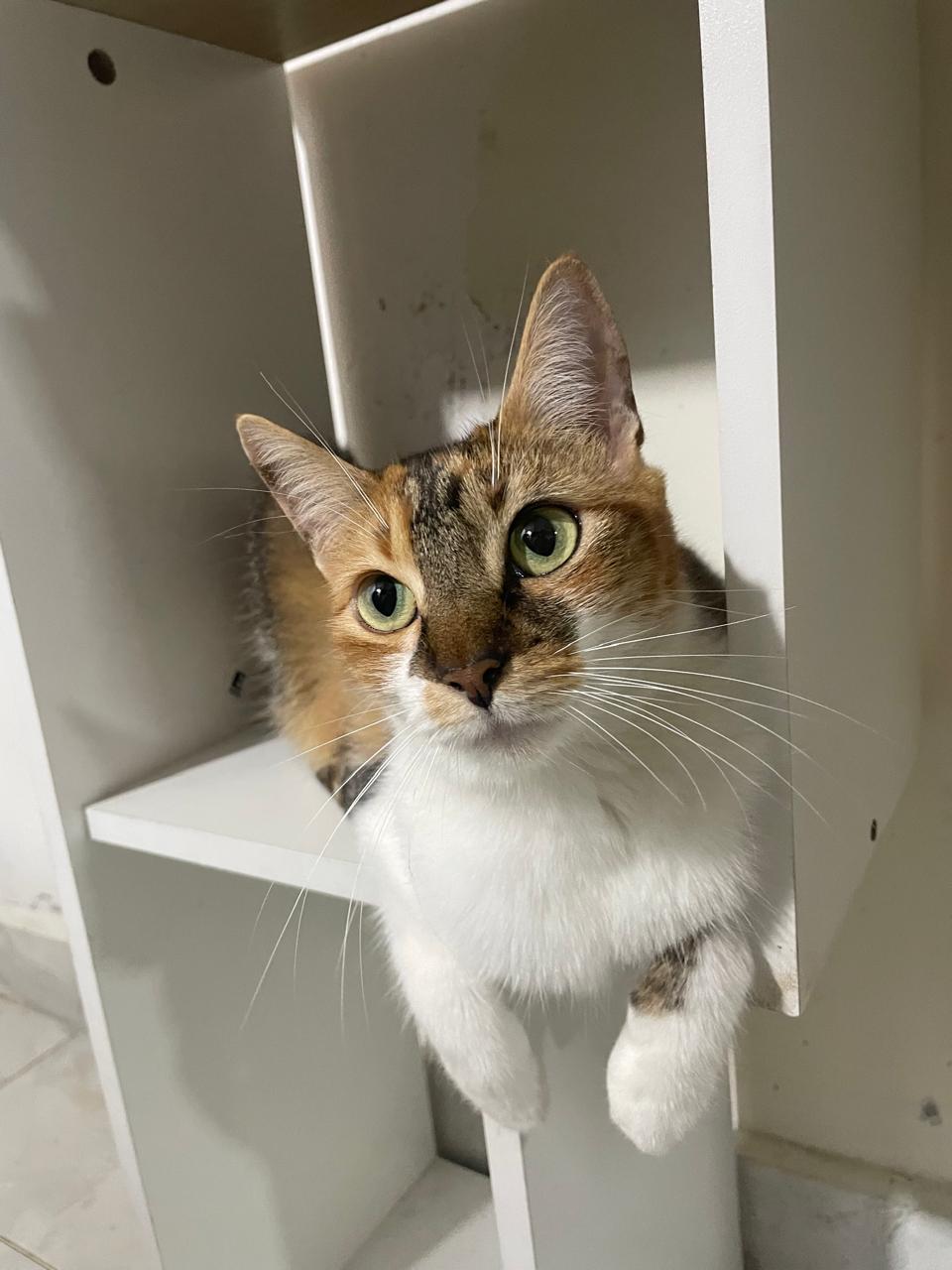 🐈‍⬛ TILY Perdida 🐾 ¡Ayuda a encontrarla! 💖 24