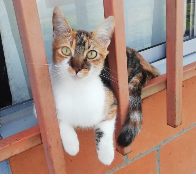 🐈‍⬛ TILY Perdida 🐾 ¡Ayuda a encontrarla! 💖 20