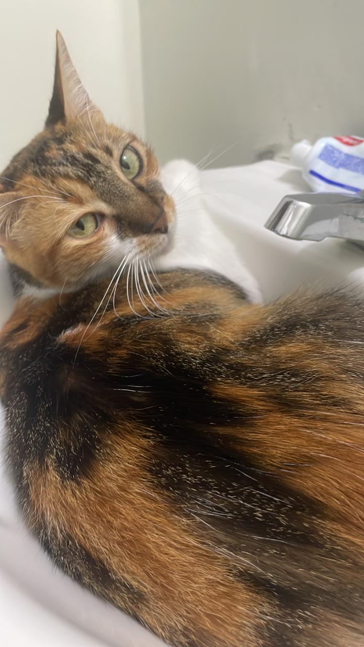 🐈‍⬛ TILY Perdida 🐾 ¡Ayuda a encontrarla! 💖 22