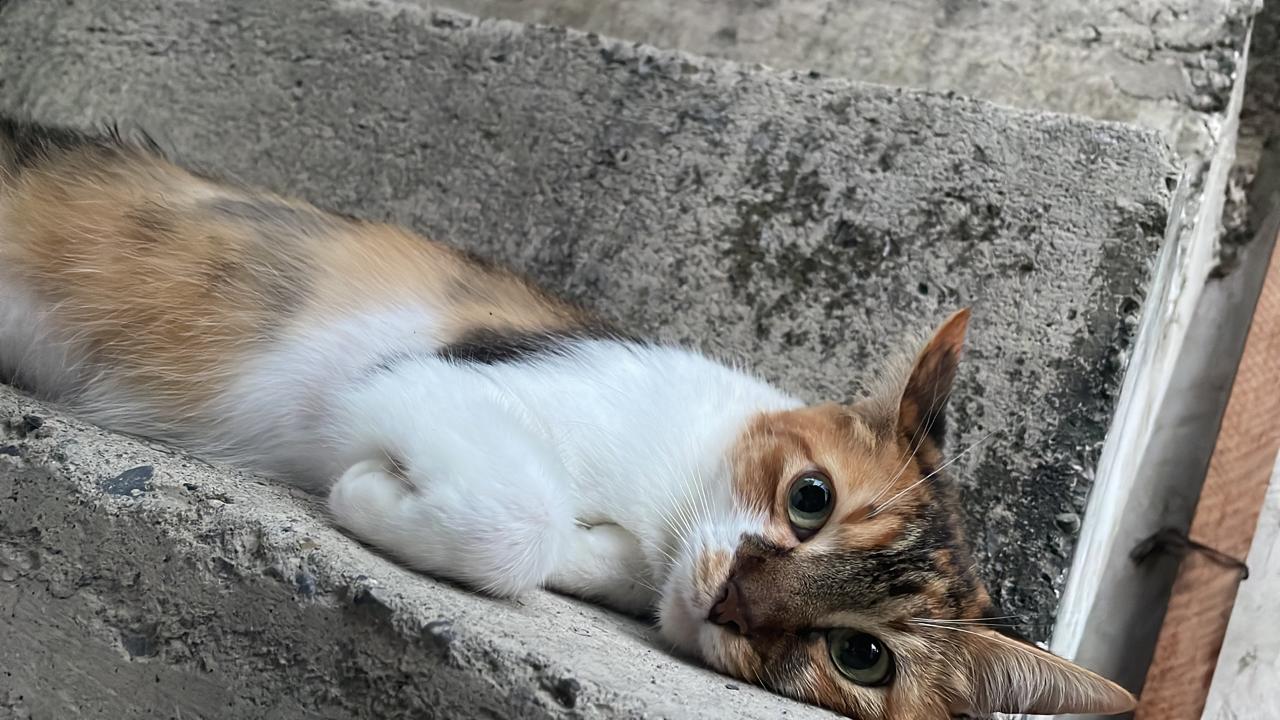 🐈‍⬛ TILY Perdida 🐾 ¡Ayuda a encontrarla! 💖 21