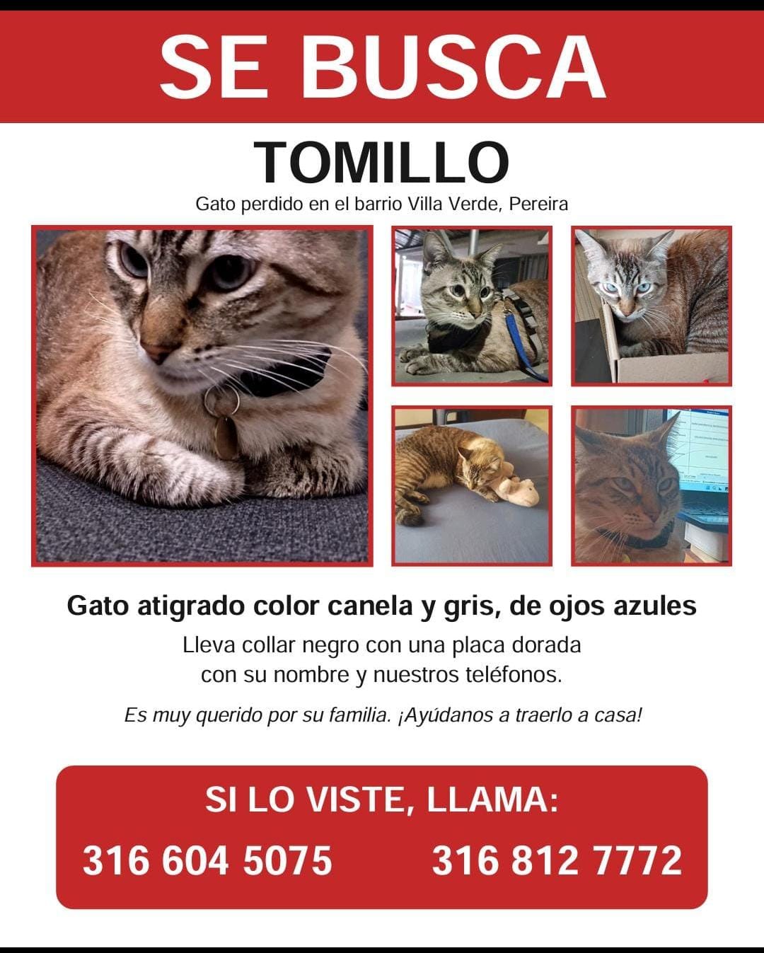 Se Busca Tomillo: Gato Perdido - Ayuda a Regresar a Casa 282