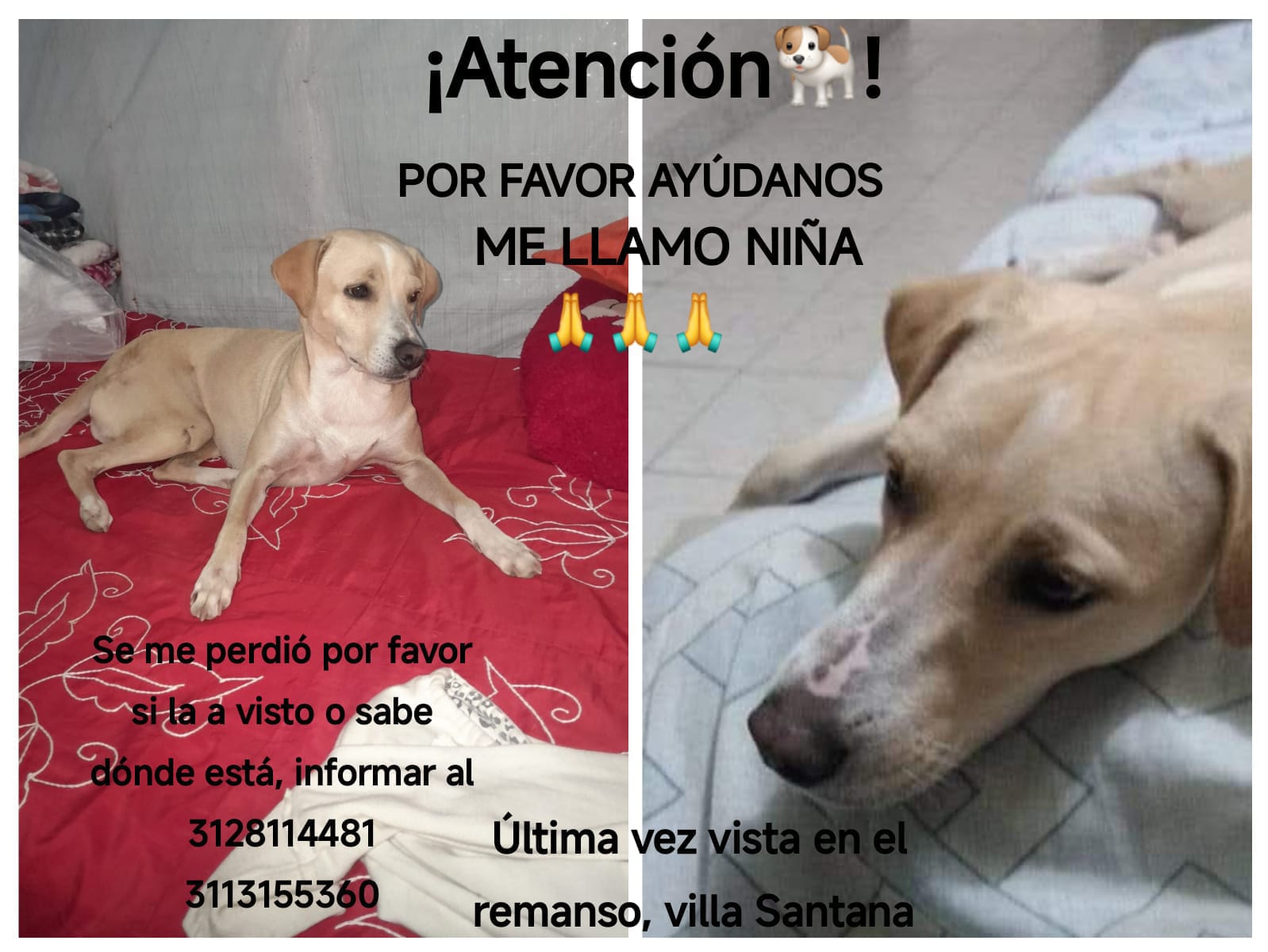 Perrita perdida 🐶 ¡Ayuda a encontrar a Niña! 🚨 19