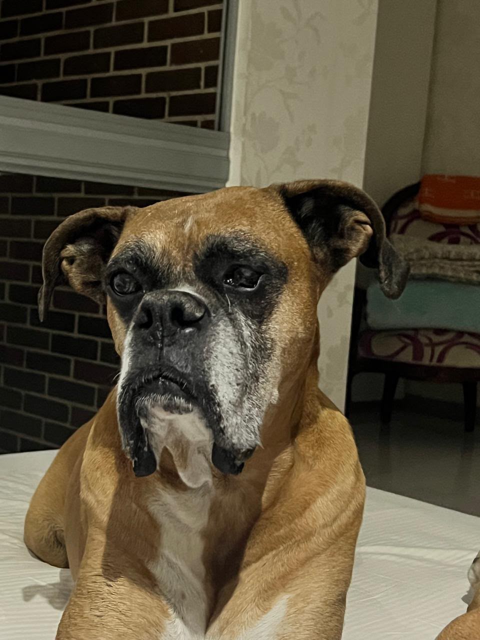 Perro boxer perdido en Medellin 219