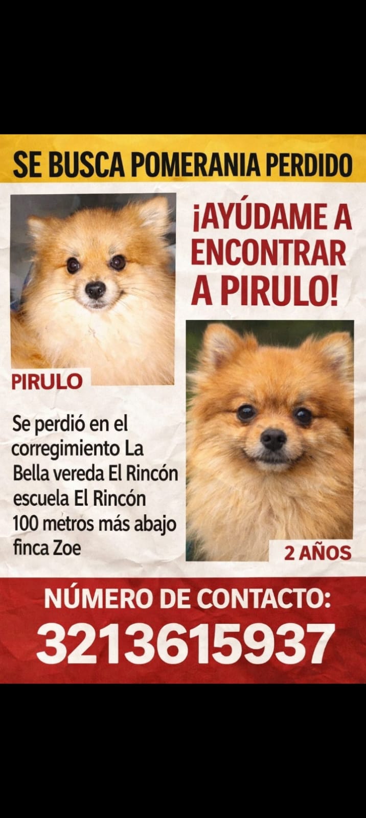 ¡Se busca a Pirulo! 🐶 Perro Pomerania perdido en La Bella. 🚨 18