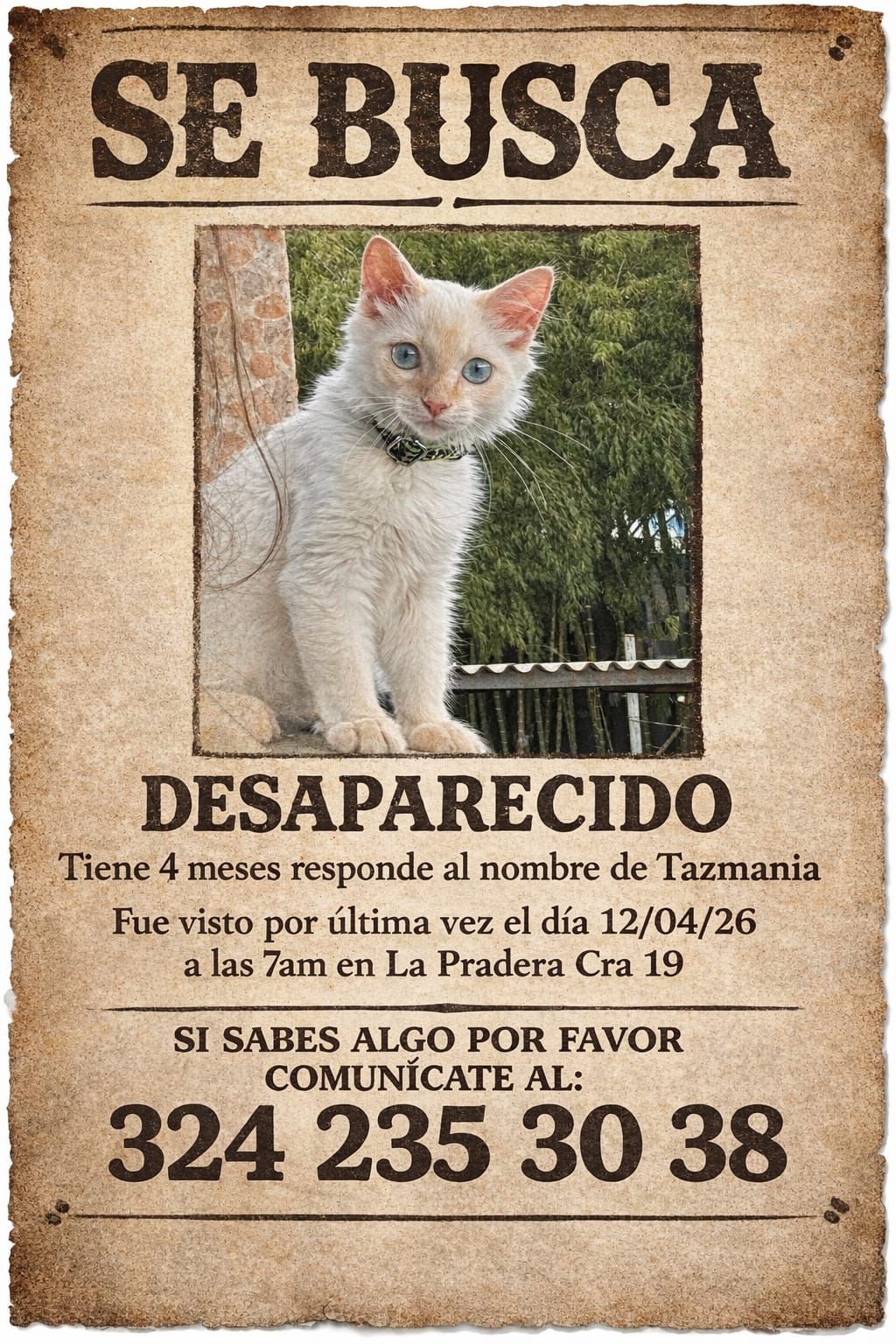 Tazmania Perdido 🏡 - ¡Ayúdanos a encontrarlo! 🐾 25