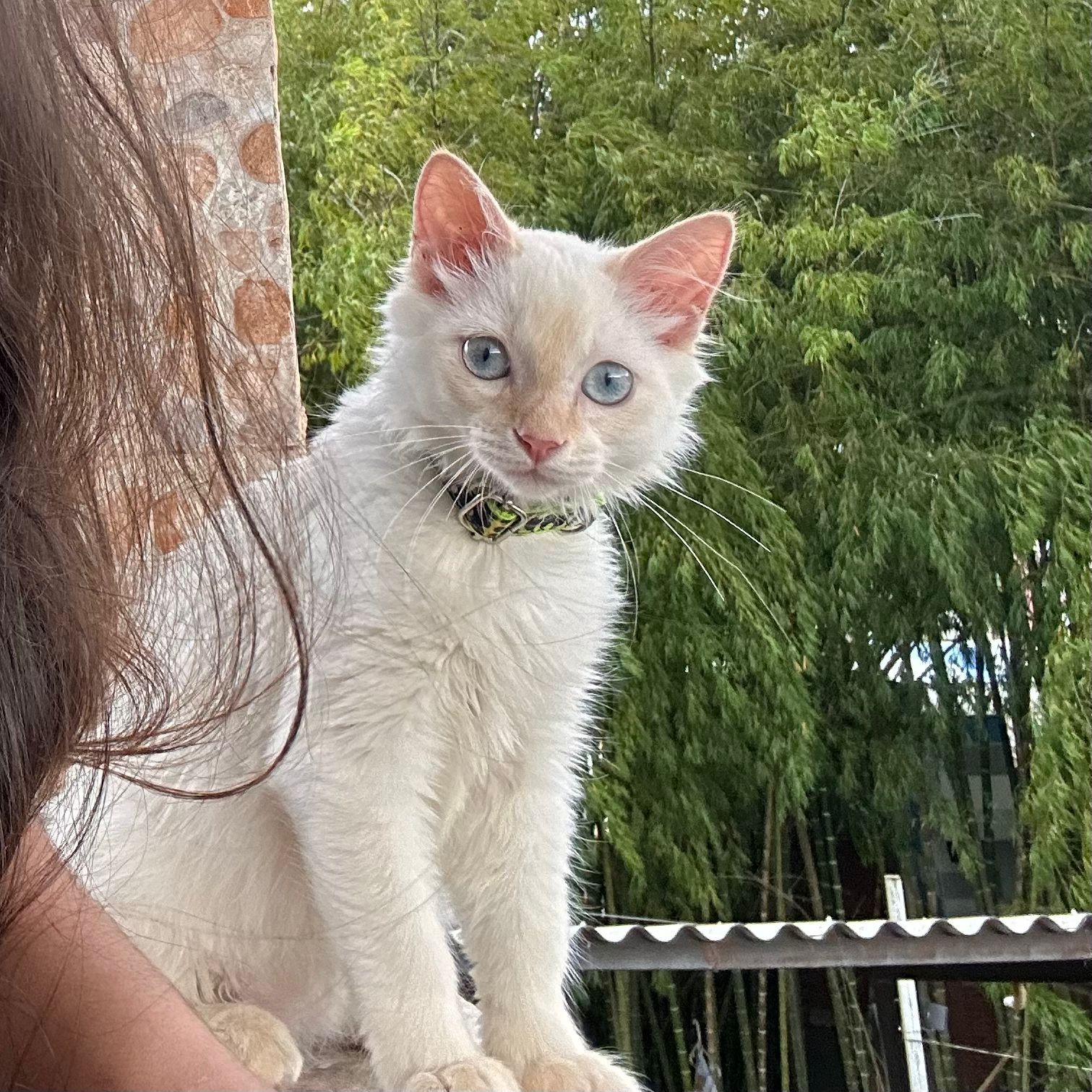 Tazmania Perdido 🏡 - ¡Ayúdanos a encontrarlo! 🐾 29