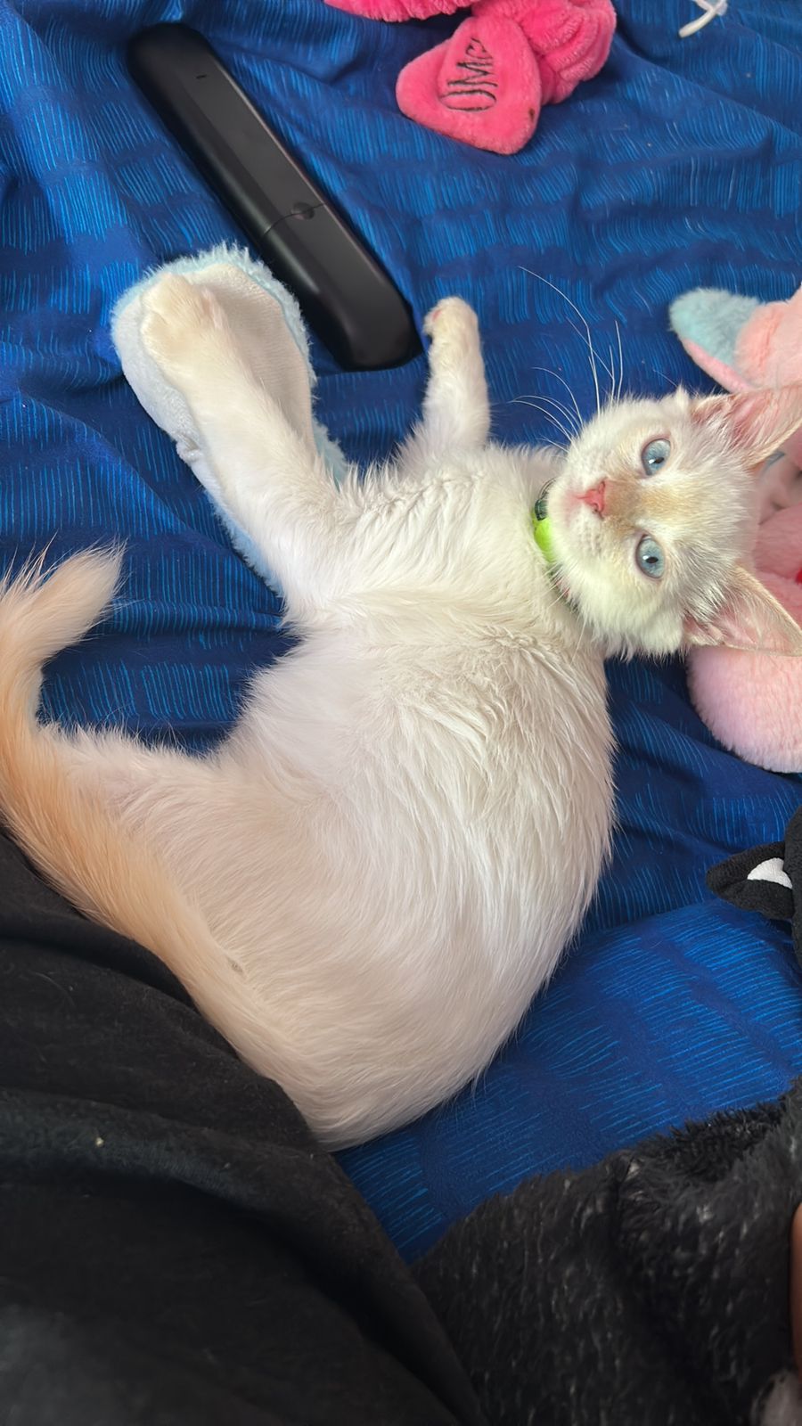 Tazmania Perdido 🏡 - ¡Ayúdanos a encontrarlo! 🐾 28