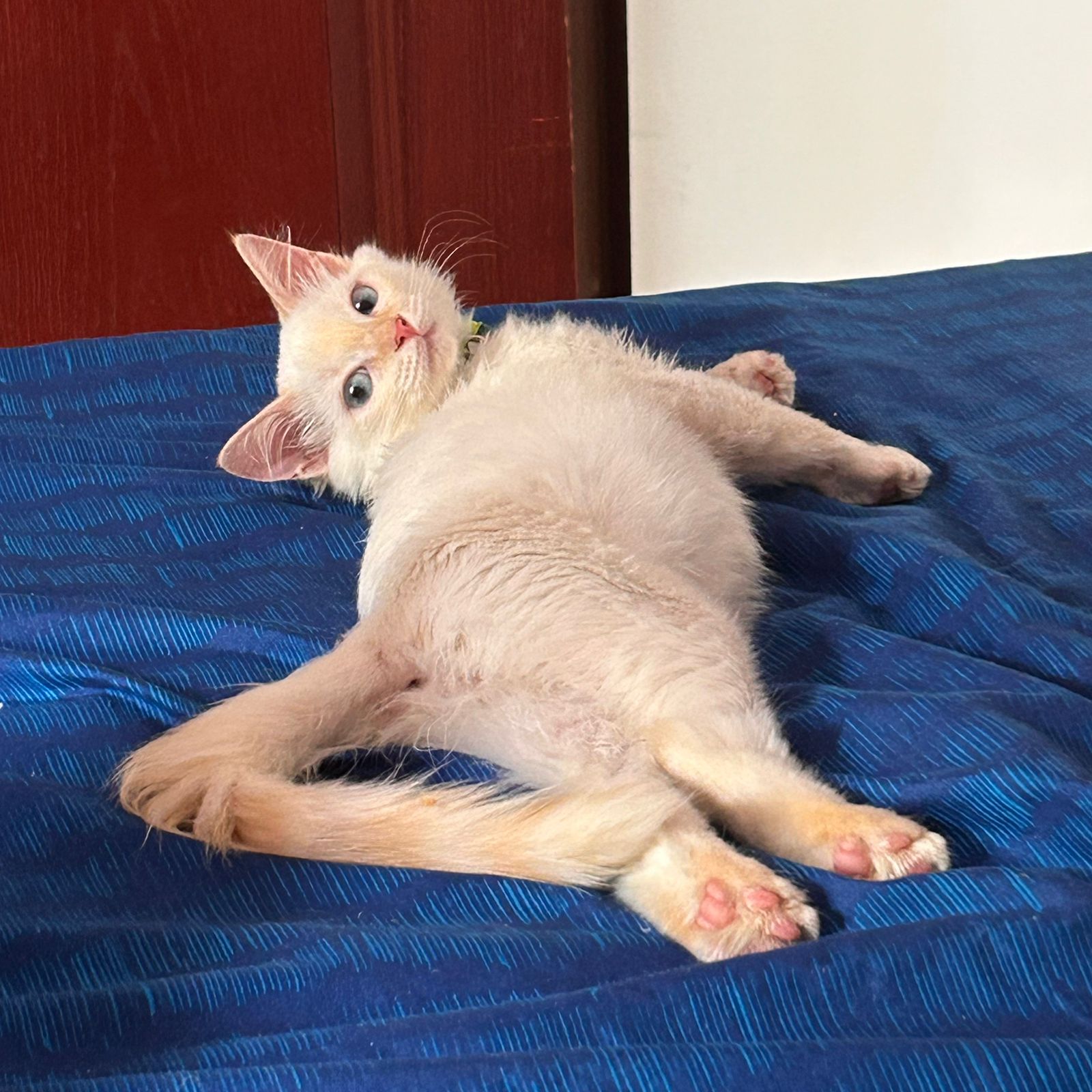 Tazmania Perdido 🏡 - ¡Ayúdanos a encontrarlo! 🐾 30