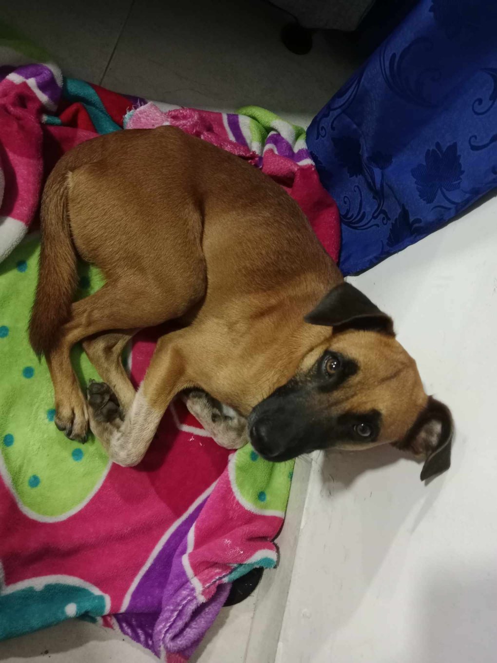 Perrito encontrado en Dosquebradas