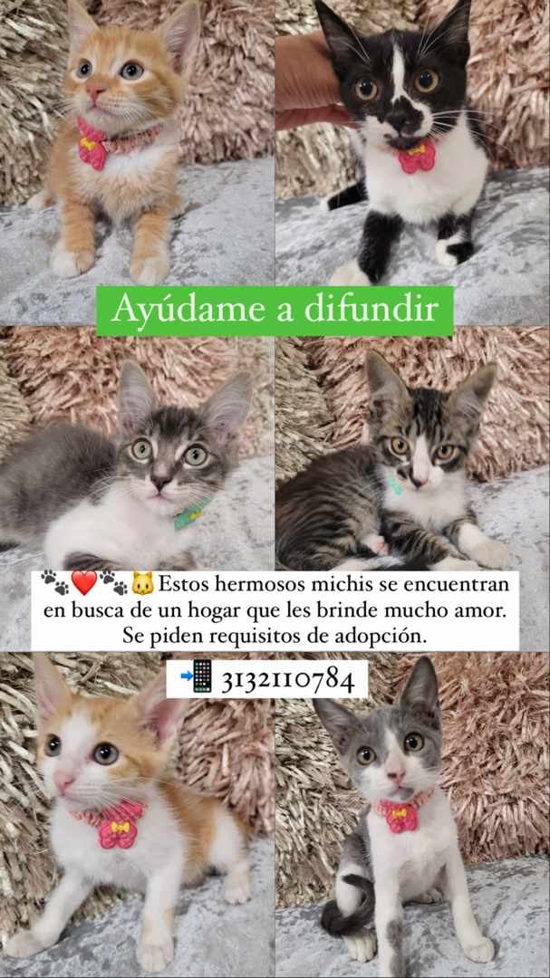 Gatitos para adoción