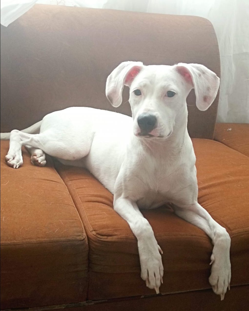 Ayudanos a encontrar a Kira 20