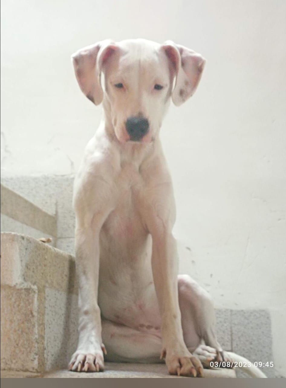 Ayudanos a encontrar a Kira 21