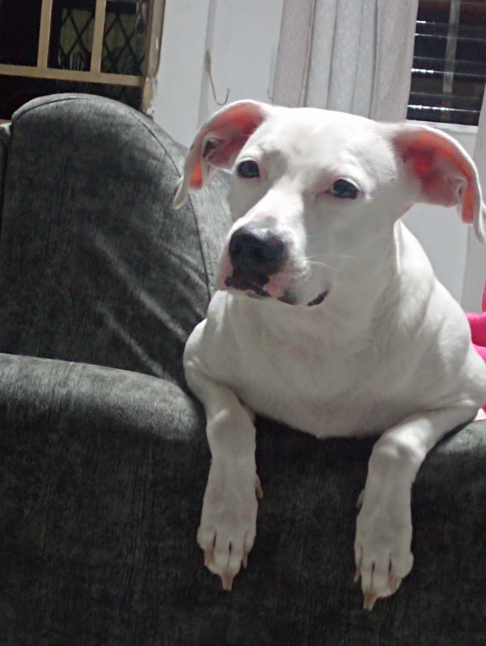 Ayudanos a encontrar a Kira 19